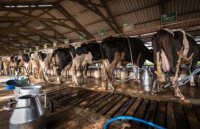 a working dairy farm