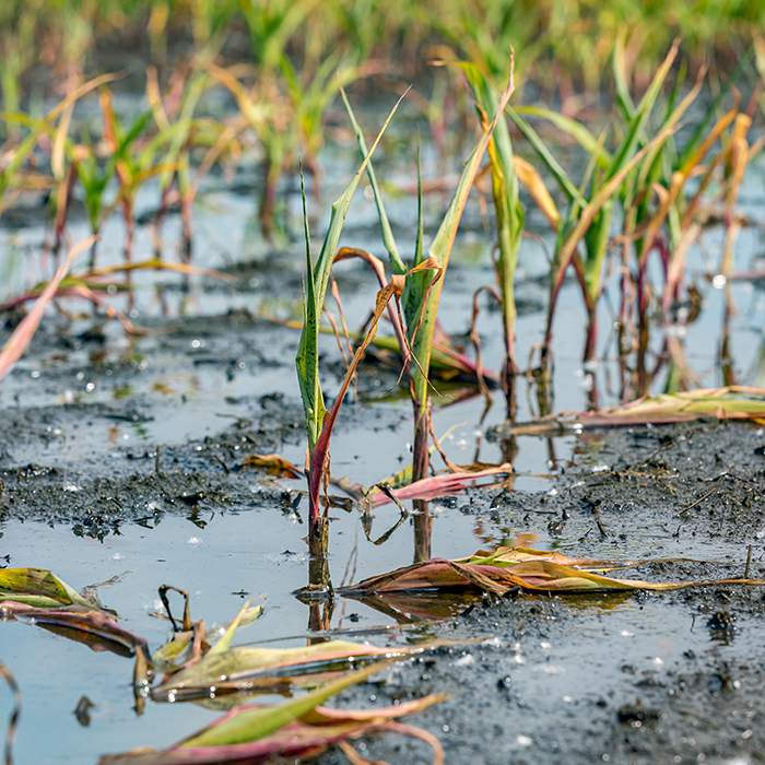 damaged crops